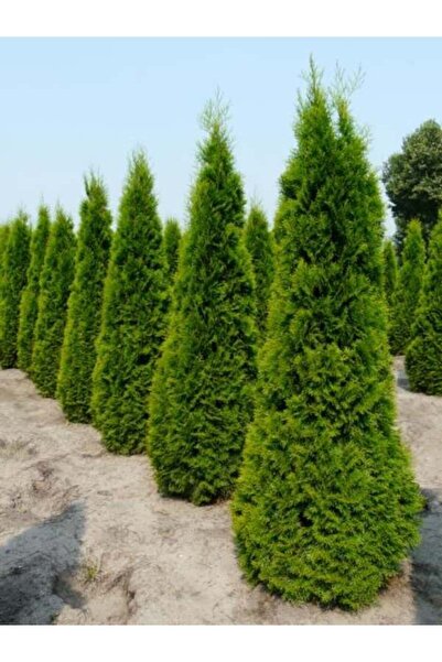 AnkaBahçe 2 Adet Mazı Fidanı 30-40 cm (Smargat Cinsi)