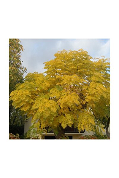 AnkaBahçe Tesbih Ağacı Fidanı 30-50 cm