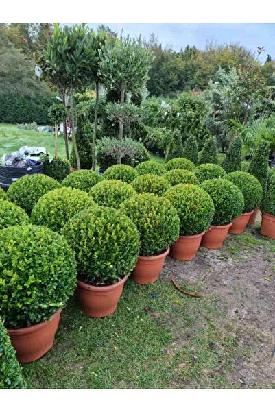 AnkaBahçe 2 Adet Saksılı Şimşir (buxus Sempervirens)  Fidanı30-40 cm