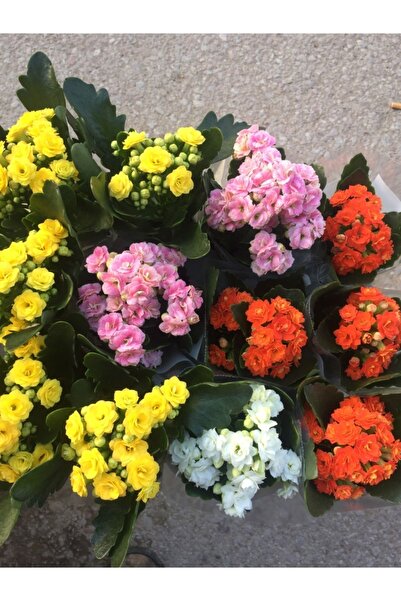 AADESIGNN Mini Kalanşo