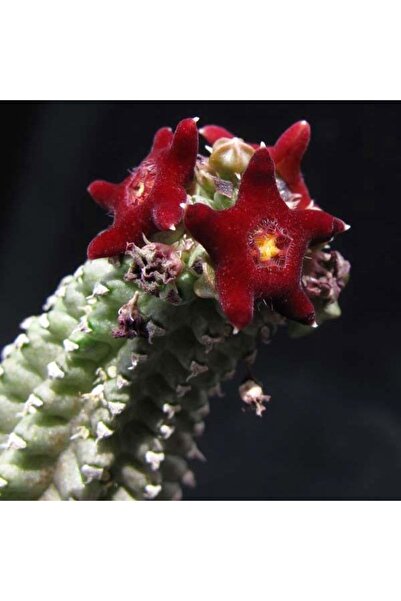 cantropikal Echidnopsis Cereiformis Brunne - Leş Kaktüs