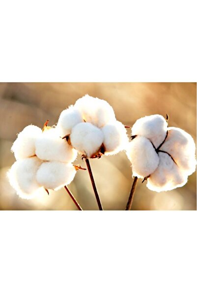 Hobins Sportswear Company Σετ 9 Unisex Anti-Sweat Extra Comfortable Booties Κάλτσες