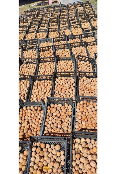 mut incisi zeytin & zeytinyağı Yayla Cevizi Net 3 Kg