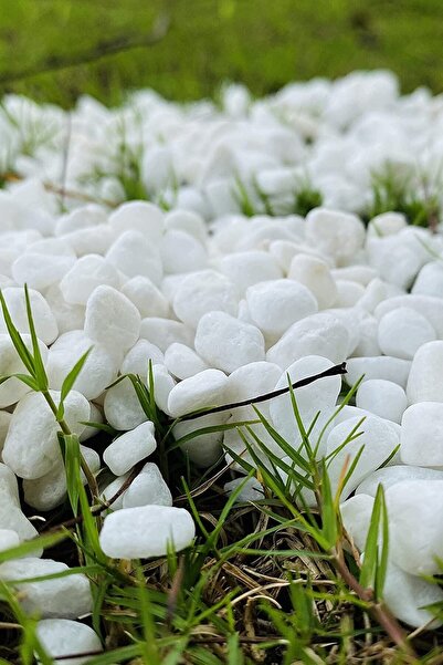 cayon Beyaz Dolomit Taş 10 Kg 1,5-2,5 Cm Dere Çakıl Taşı Bahçe Süs Taşı Saksı Teraryum Taşı
