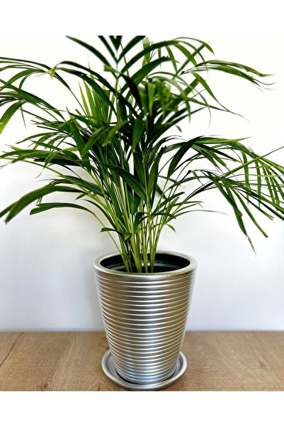 plot plant lovers of turkey 24x21 cm Gümüş RenkToprak Saksı, Çizgili, Dubai S...