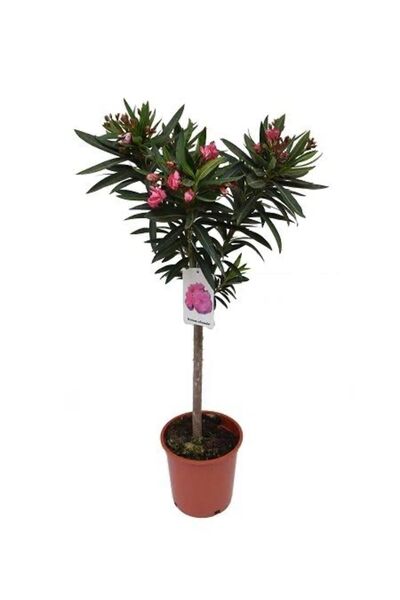 körfezgardens Pembe Zakkum Çiçeği 50 Cm