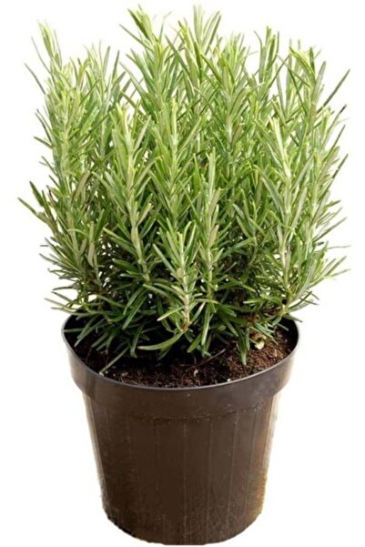 Mimoza Bitki Market Biberiye Fidanı 1 Adet 15-25 Cm Rosemary