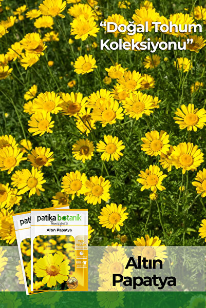 Patika Botanik 100 Adet Altın Papatya Tohumu (ANTHEMİS TİNCTORİA KELWAYİİ)