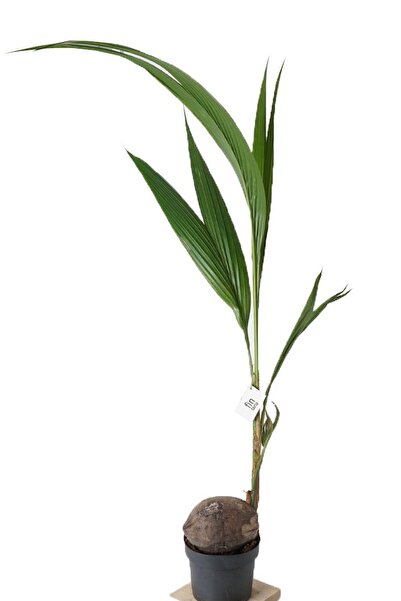 Fintarla Coconut Palm Cocos Nucifera (Hindistan Cevizi Palmiyesi) 100-120 cm Dekoratif Salon Bitkisi