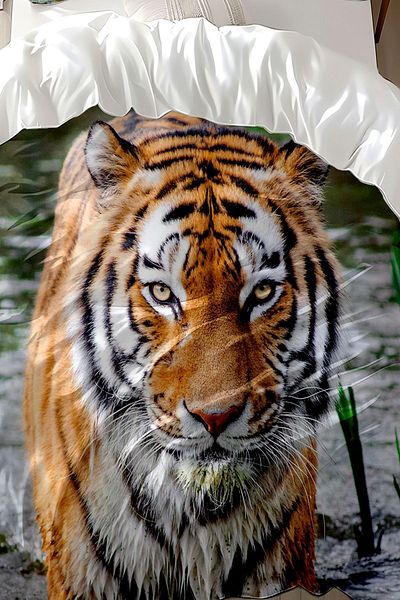 3D ELSE HALI Cotton Satin Double Duvet Cover Set - River Tiger Pattern Print
