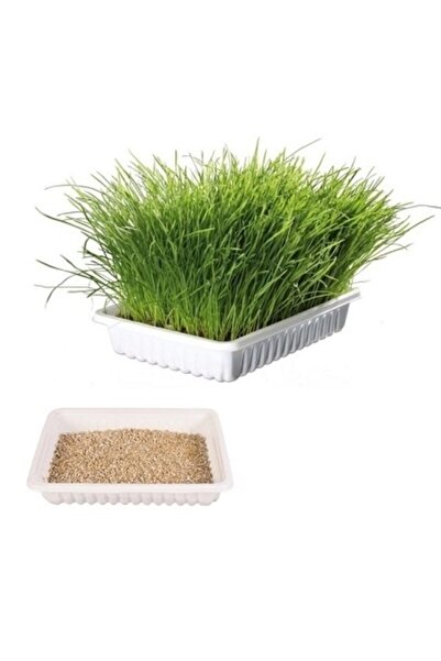 Hazır Karışım Kedi Çimi 100 gr