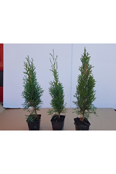 AnkaBahçe Smargat Mazı Fidanı 30-40 cm