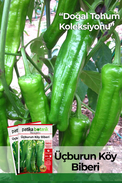 Patika Botanik 200 Adet Üç Burun Köy Biber Tohumu (TATLI, MAZAMORT)