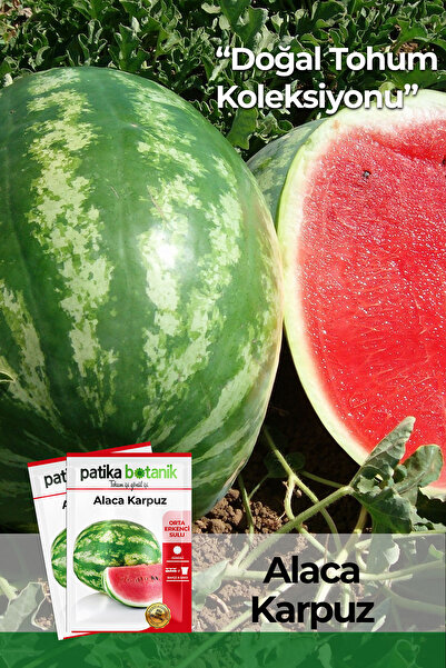 Patika Botanik 75 Adet Alaca Karpuz