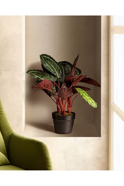 Madame Coco Nicola Saksılı Çiçek