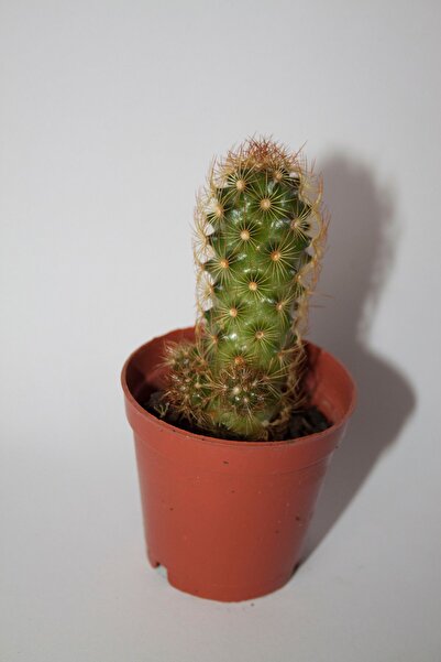 BAYRAKTAR PEYZAJ Bakır Rengi Kaktüs Mammillaria Elongata CopperKing Kaktüs Te...