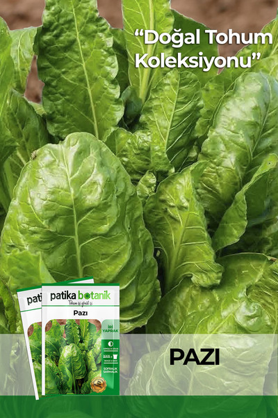 Patika Botanik 500 Adet Geniş Yaprak Pazı Tohumu (10 GRAM)