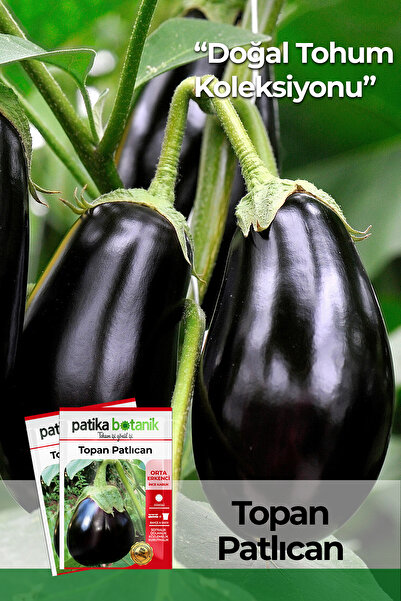 Patika Botanik 150 Adet Ata Tohumu Yerli Topan Patlıcan