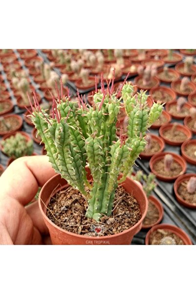 cantropikal Euphorbia Submammillaris, Minyatür Çok Dallı Sukulent Kaktüs