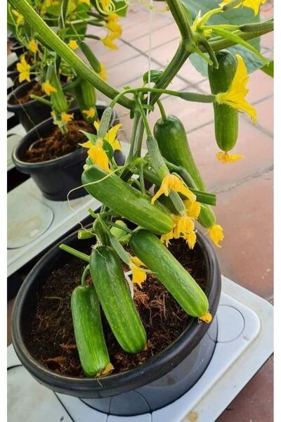 Tarımsal ve Hayvansal Ürünler Turşuluk Salatalık Tohumu 1500 Adet + Hediye Üz...