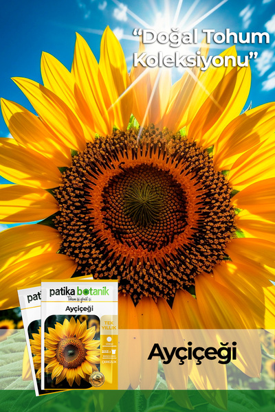 Patika Botanik 75 Adet Çerezlik Ayçiçeği Tohumu