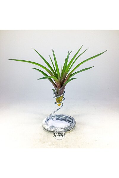 Gurme Bitki Tillandsia - Wallisia Cyanea (L) - Köksüz Hava Bitkisi Air Plant