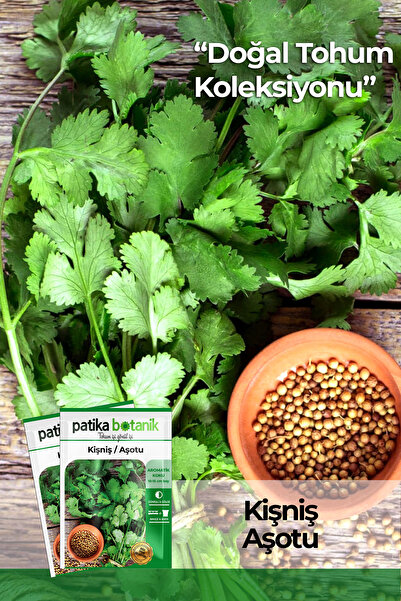 Patika Botanik 600 Adet Kişniş Tohumu (aşotu)