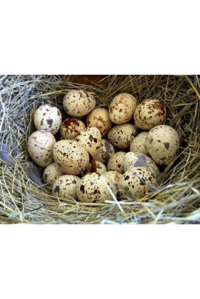 doğular çiftliği 24 Lü Bıldırcın Yumurtası