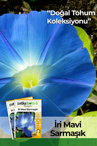 Patika Botanik 30 Adet Iri Mavi Sarmaşık Çiçek Tohumu