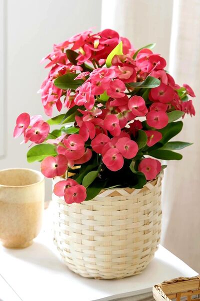 ÇİÇEKFLİX İç mekan euphorbia çiçeği pembe mini boy 5.5cm