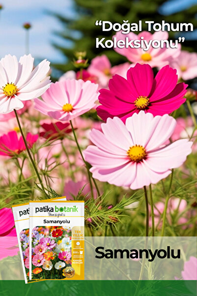 Patika Botanik 30 Adet Samanyolu ( Cosmos L.) Çiçek Tohumu