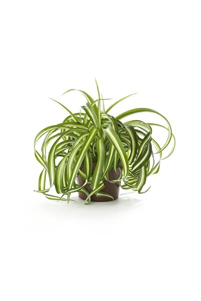 FİDEİSTE Askılı Saksıda Kurdele Çiçeği