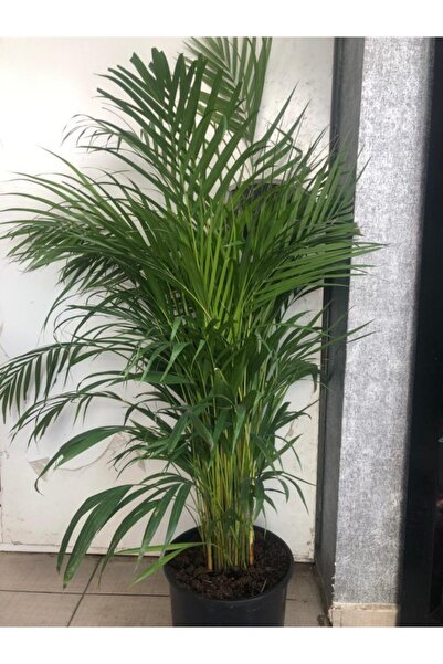 yarenberkçiçekçilik Plastik Saksıda Areca Palmiyesi