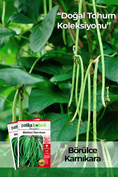 Patika Botanik 50 Adet Börülce Tohumu