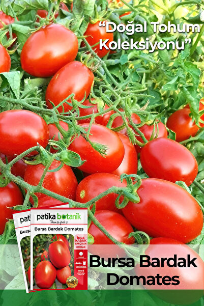 Patika Botanik 150 Adet Ata Tohumu Salçalık Bursa Domates Tohumu