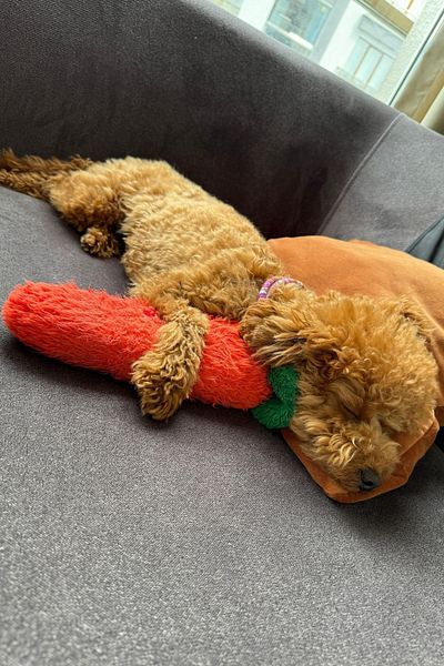 Havhav Chubby Carrot Plush Dog Toy with Orange Colors and Sounds - Sleeping Companion