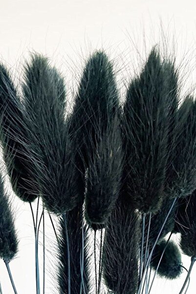 Goya Home Siyah Renkli Kurutulmuş Pamuk Otu, Tavşan Kuyruğu Gelin Buketi Aranjman Çiçeği Lagurus 30 Dal