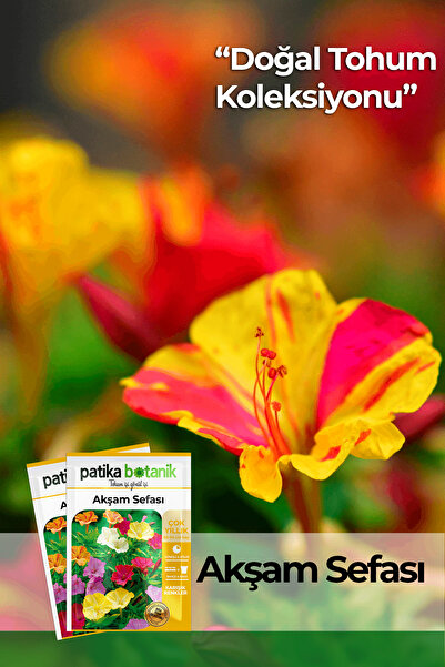 Patika Botanik 15 Adet Akşam Sefası (MİRABİLİS JALAPA) Çiçek Tohumu