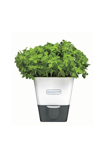 Cole & Mason Cole - Mason H 105249   Greenery Storage Container