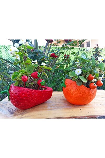himi teraryum objeleri Çilek Ve Portakal Saksı Sukulent Saksısı Kaktüs Saksıs...
