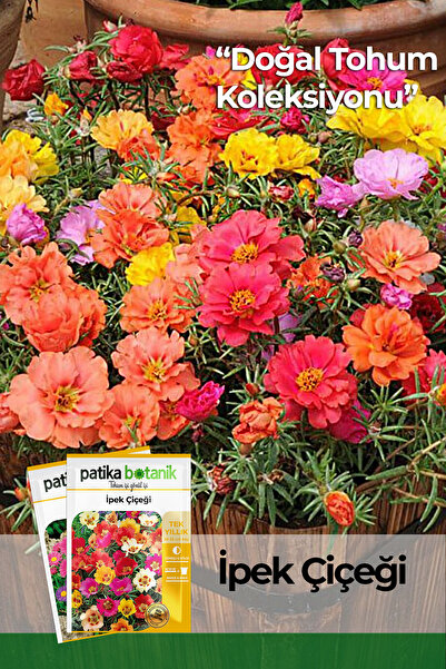 Patika Botanik 100 Adet Ipek - Şellaki (PORTULACA GRANDİFLORA) Çiçek Tohumu