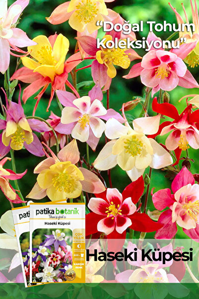 Patika Botanik 50 Adet Haseki Küpesi Çiçek Tohumu (Aquilegia Vulgaris)