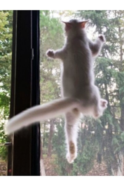 Genel Markalar YIRTILMAZ Kedi Sinekliği En 75 Cm X Boy - 140 Cm Pet Güvenlik ...