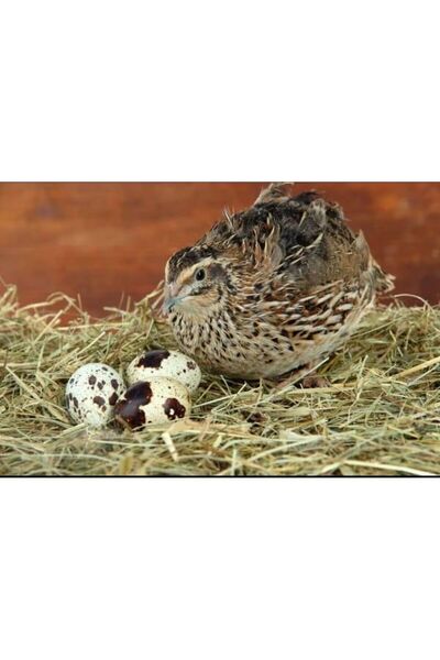 Genel Markalar 12 Adet Yemeklik Veya Kuluçkalık Ukrayna Jumbo Japon Karışık B...