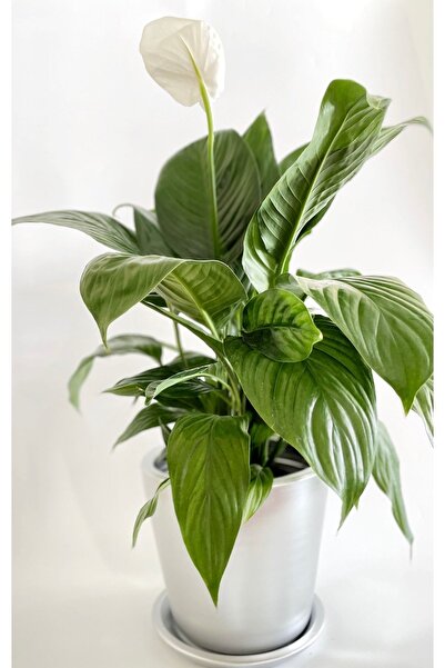 plot plant lovers of turkey 24x21 cm Gümüş Rengi Silver Toprak Saksı, Dubai S...