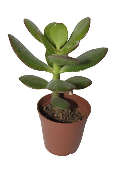 Genel Markalar Şans ve Para Çiçeği Crassula Ovata Tekli 5.5 cm Saksıda