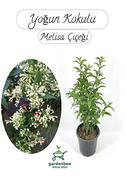 Gardenbox Melisa Çiçeği Yoğun Kokulu 1 ADET 30-40Cm Saksılı(Cestrum Nocturnum)