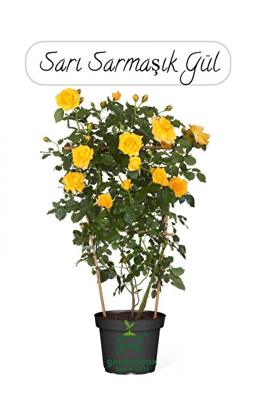Gardenbox Saksılı Sarı Renk Sarmaşık Gül Fidanı Bahçe Gülü 50-70Cm(Yellow Rose)