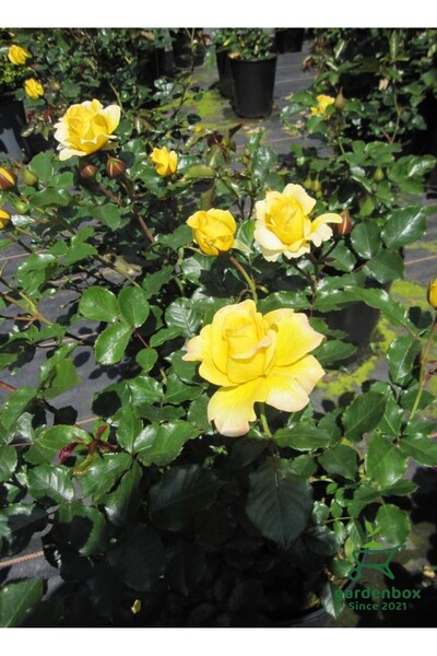 Gardenbox Kokulu Canlı Sarı Gül Fidanı 1 Adet Saksıda Bahçe Çiçeği