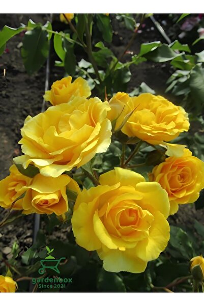 Gardenbox Kokulu Sarı Renk Gül Fidanı 1 ADET Saksıda 30-50Cm (Yellow Rose)